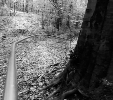 Anton Čierny / Fagacea, 2022